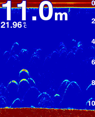 Fish arches sonar example