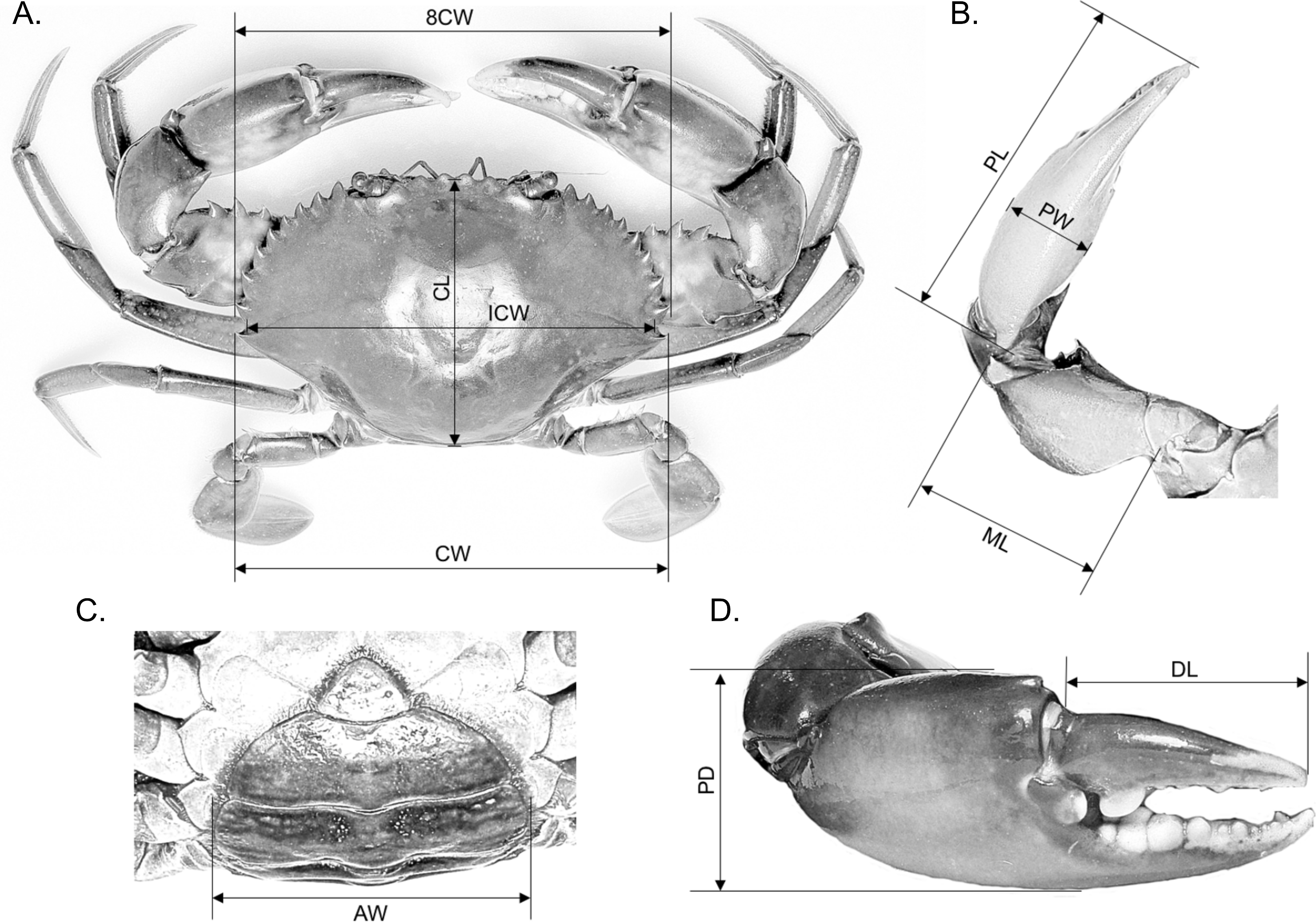 Crab underside male female identification