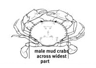 Mud crab measurement guide